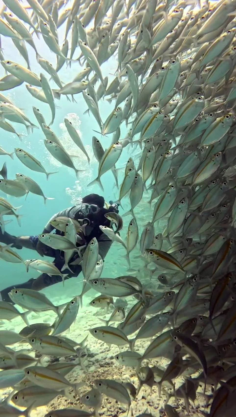 Picture of me diving through a school of Thai Mackerels